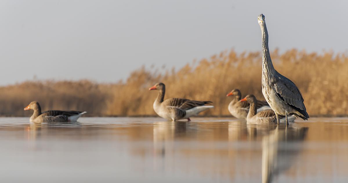Gaál Zoltán Péter