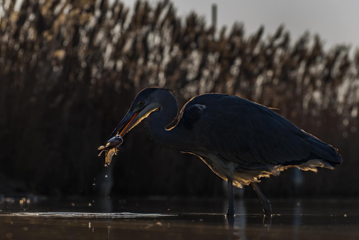 Gaál Zoltán Péter