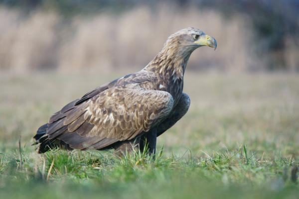 Fiatal trónörökös