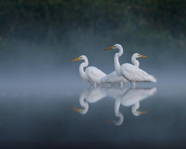 Gyülekező kócsagok
