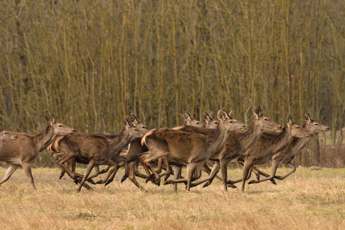 Szakolczai Krisztina