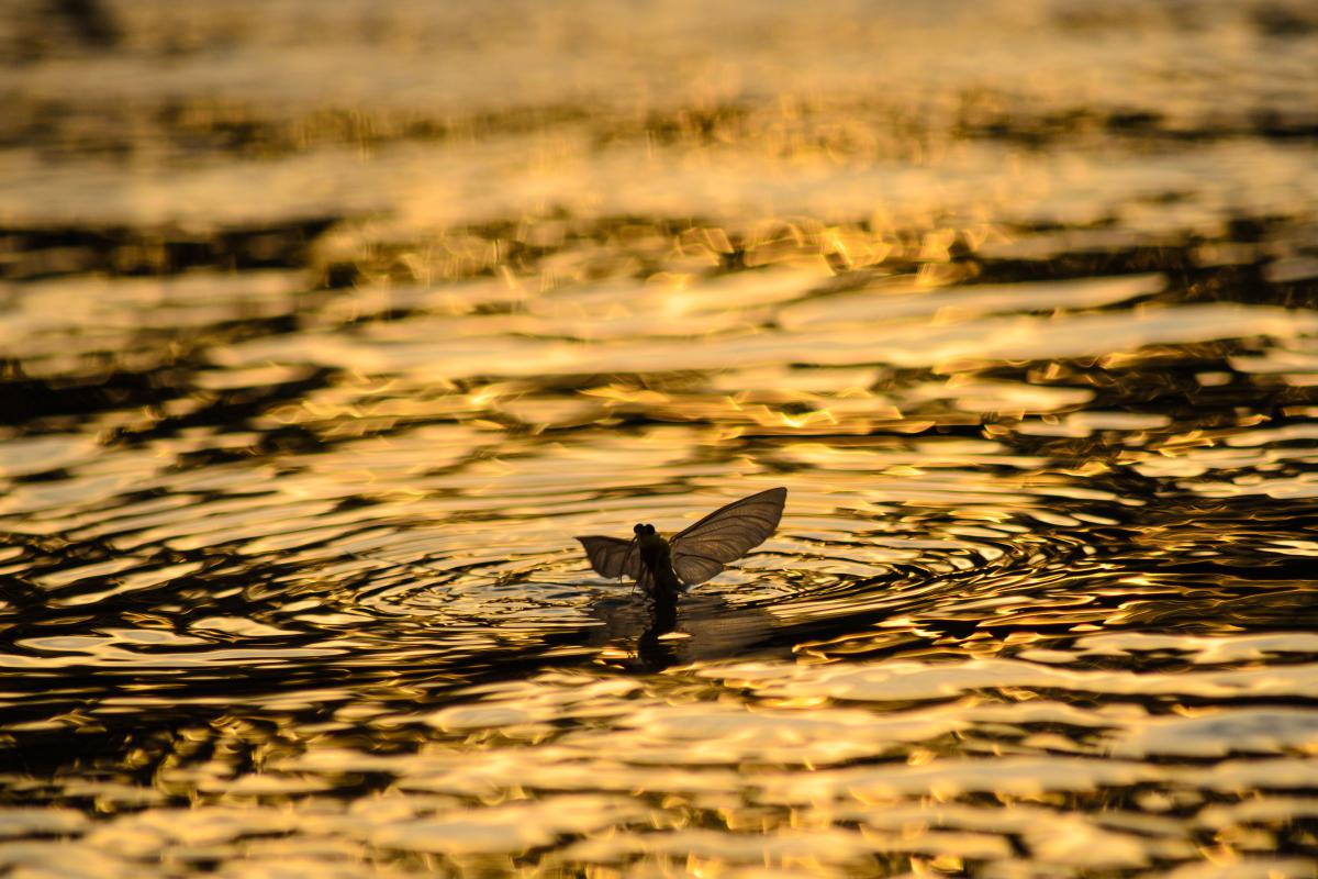 Szakolczai Krisztina