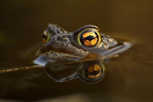 Felülettörő szembogár