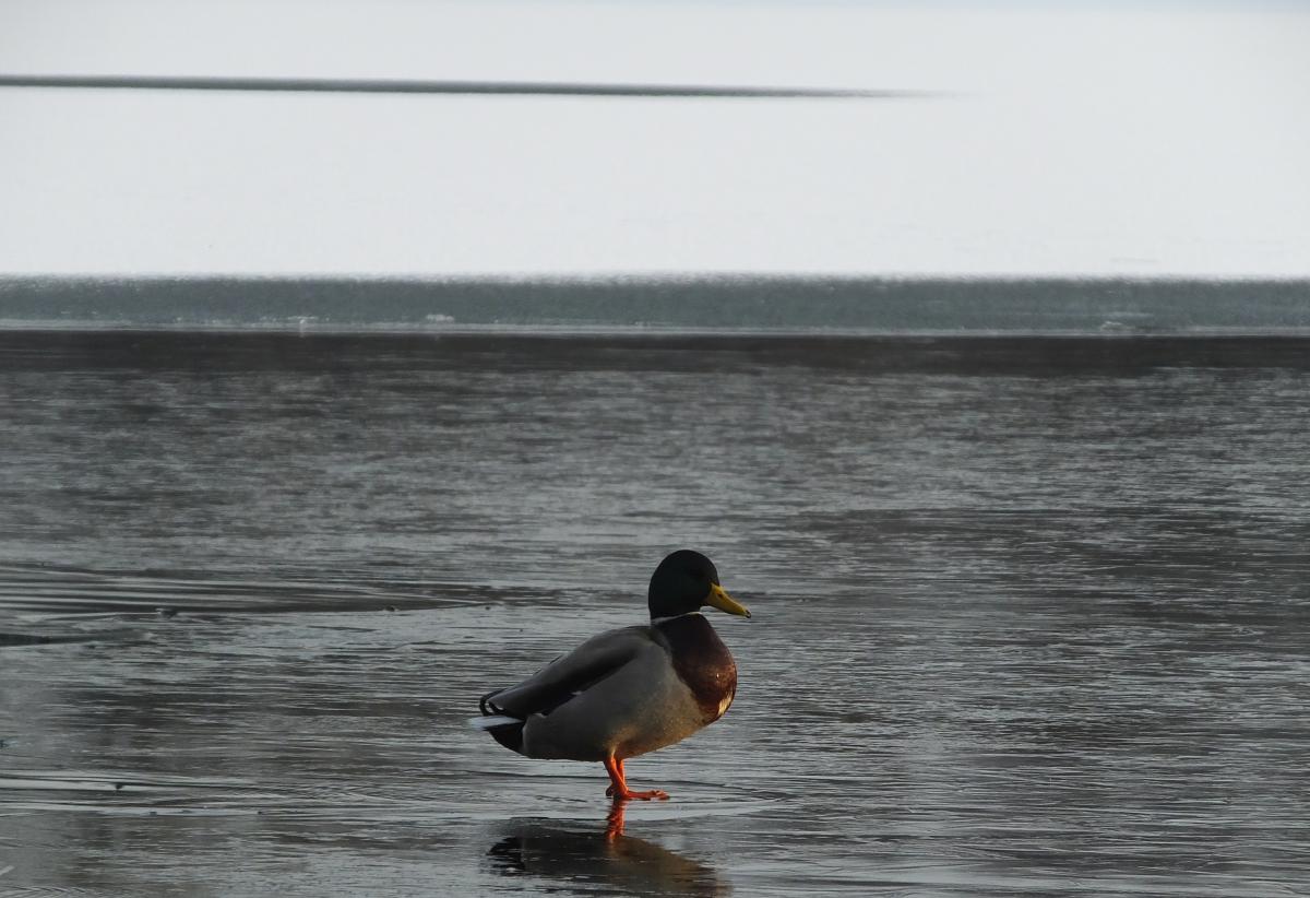 Koncz-Bisztricz Tamás