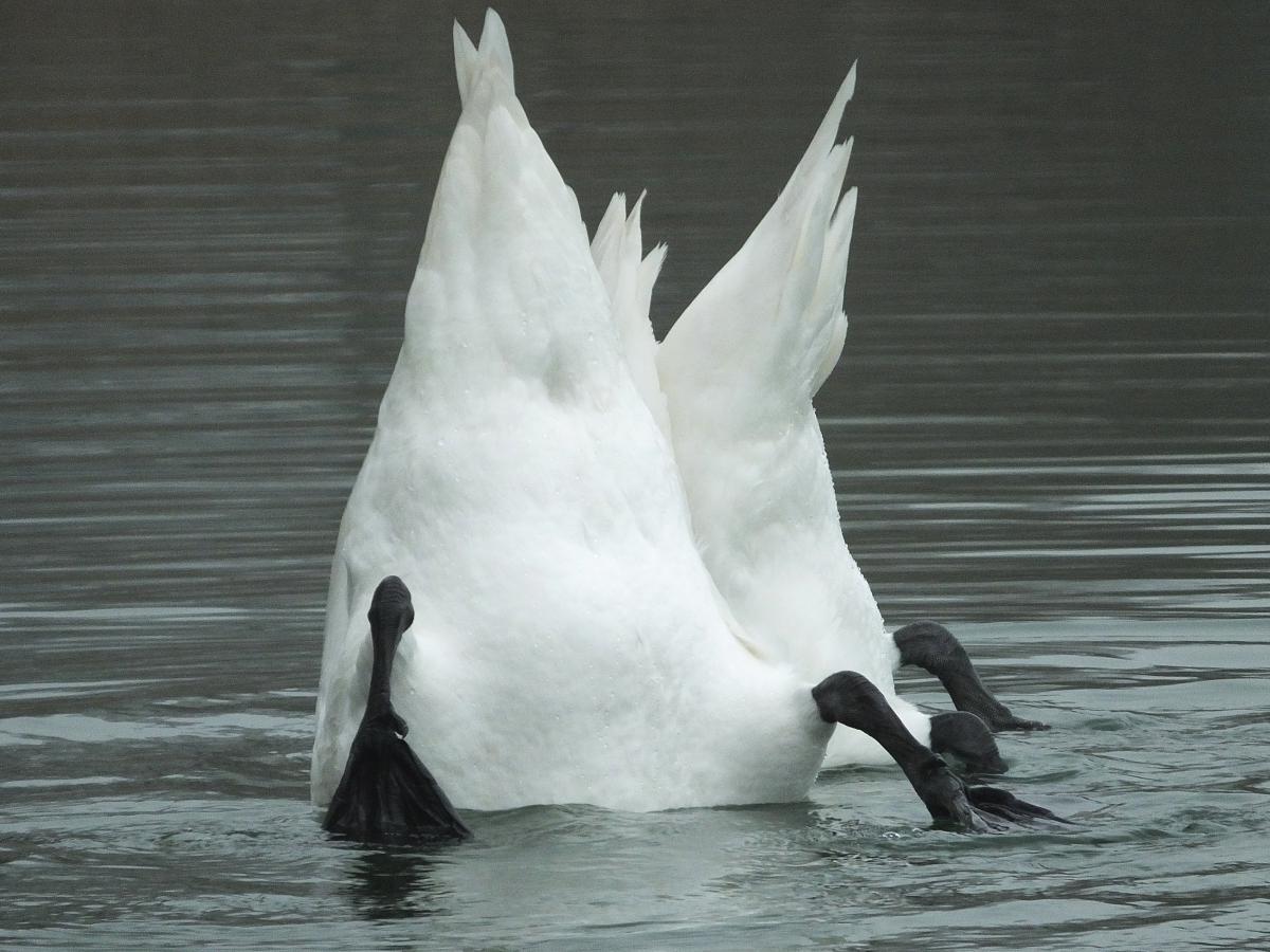 Koncz-Bisztricz Tamás