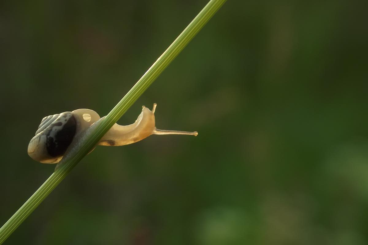 Kovács-Udvari Judit