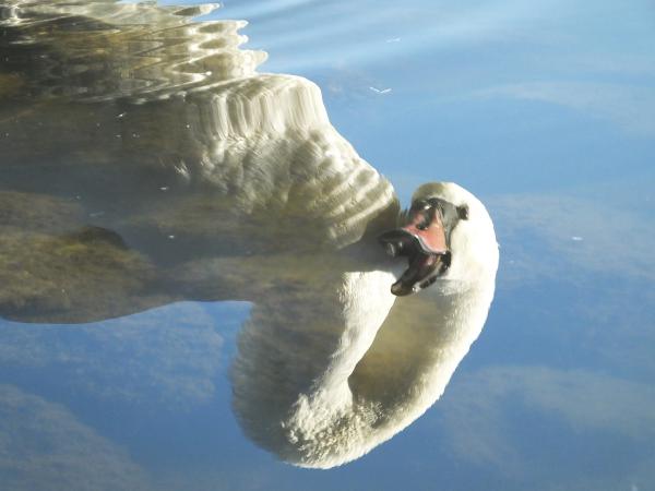 &quot;A rút kiskacsa&quot;