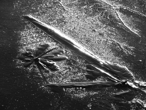 A pelikán megeszi a virágot