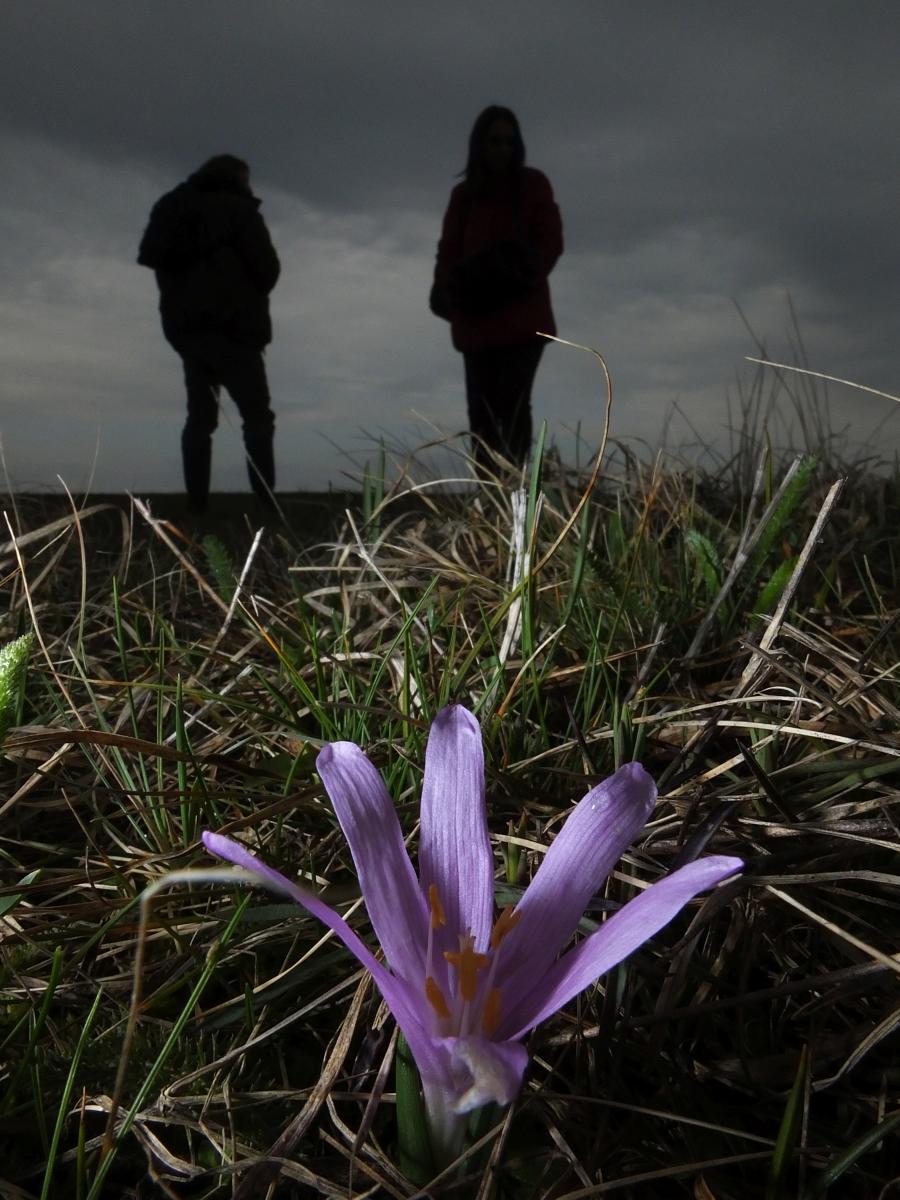 Koncz-Bisztricz Tamás