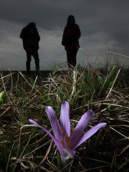 Egyhajúvirág túra