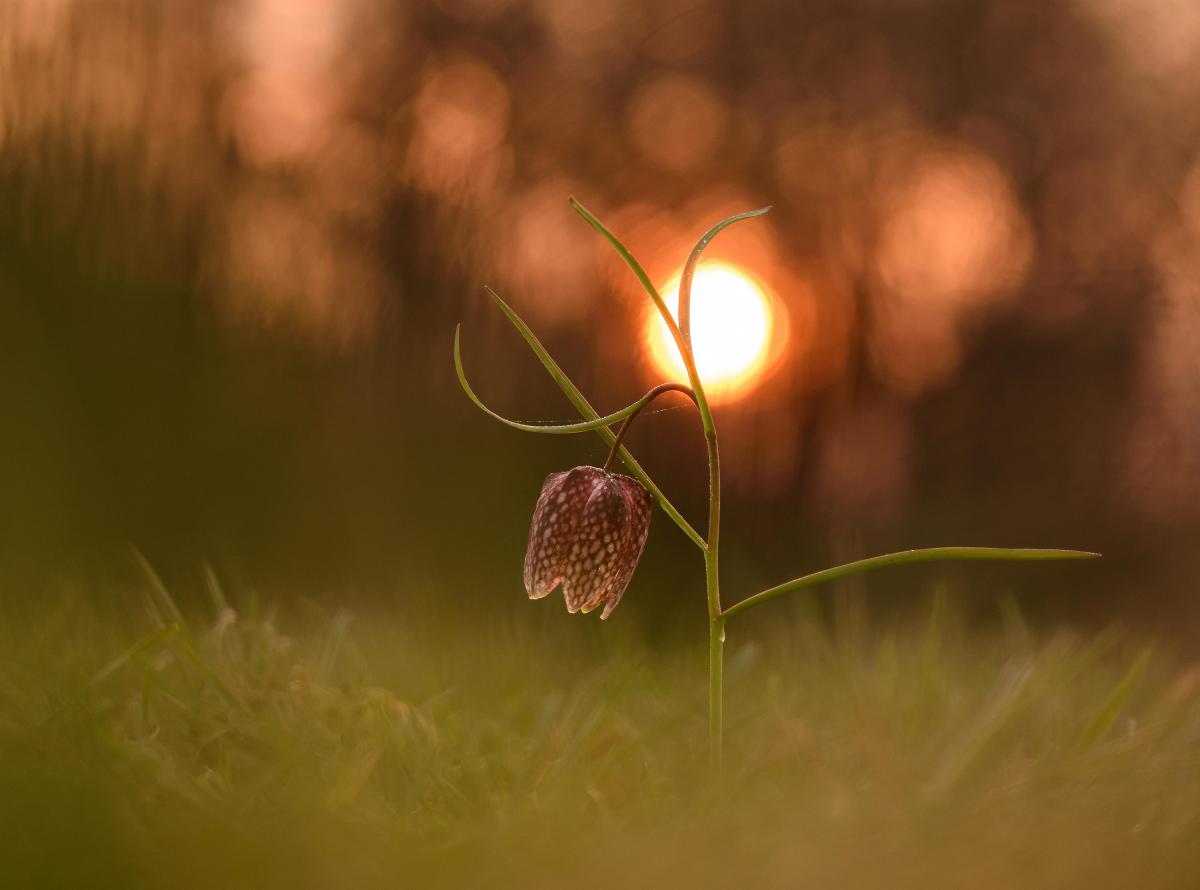 Szakolczai Krisztina