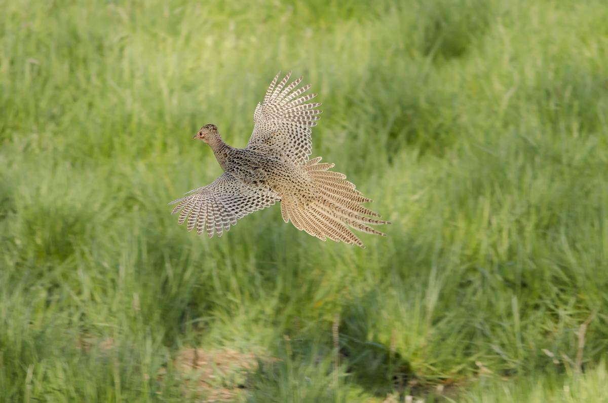 Kontár Csaba Attila