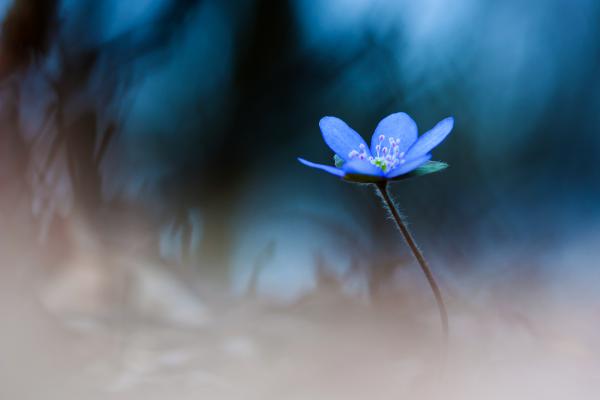 Egyedül a rengetegben