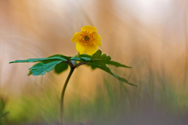 Bogláros szellőrózsa