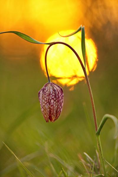 Mocsári kockásliliom