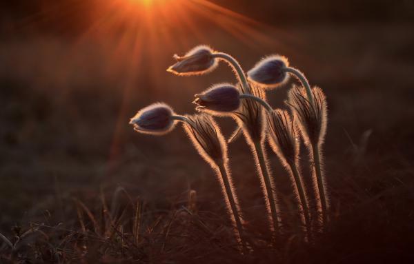 A leánykák nyugovóra térnek