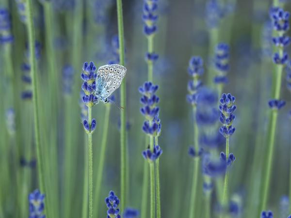 Az illat vonzásában