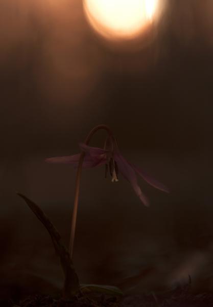 Mielőtt lemegy a nap