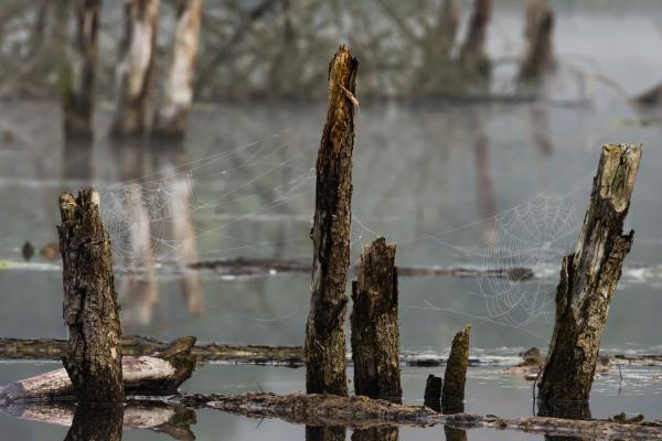 A &quot;Kemencés&quot;