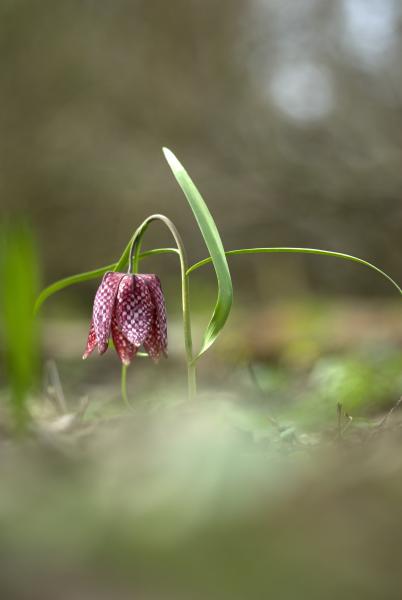 Fritillaria meleagris
