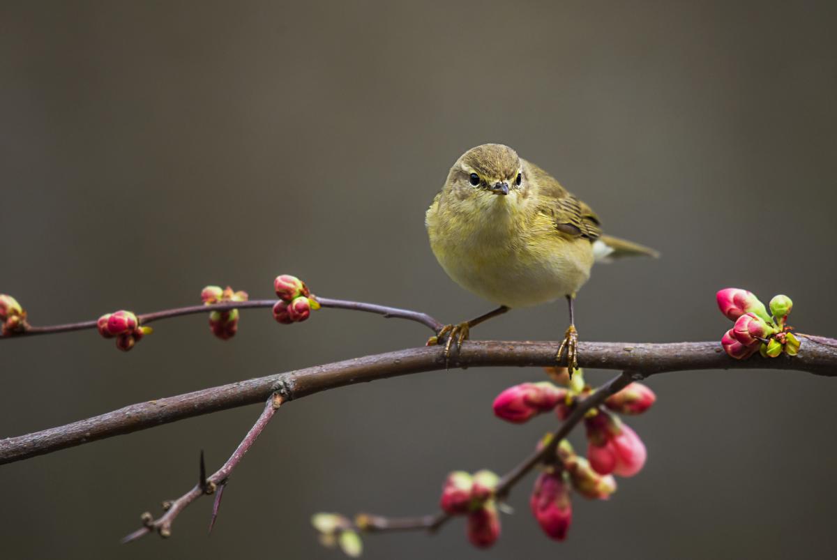 Gaál Zoltán Péter