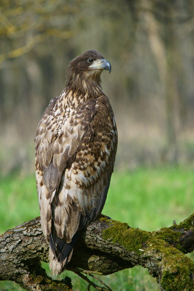 Kalmár Lajos Gábor