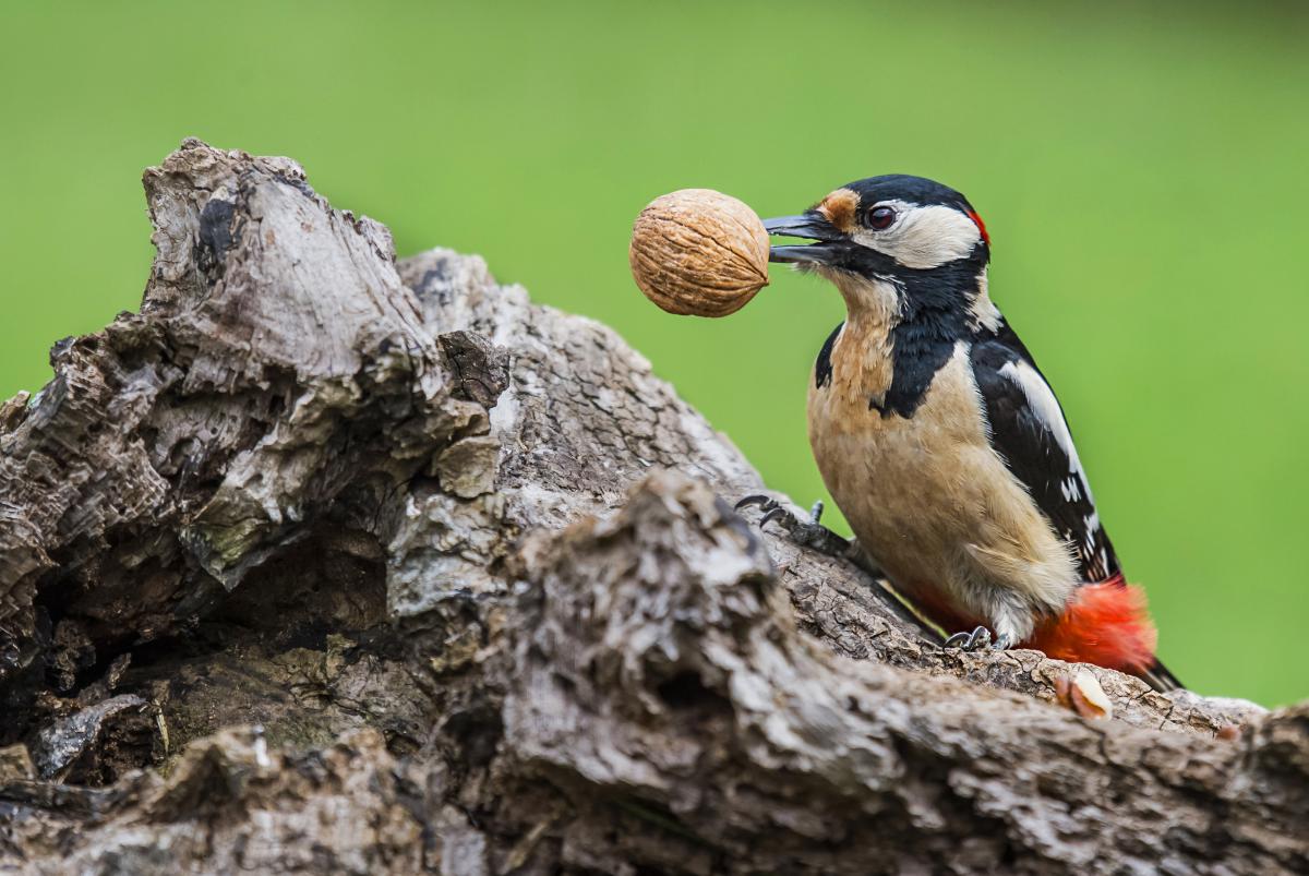 Gaál Zoltán Péter
