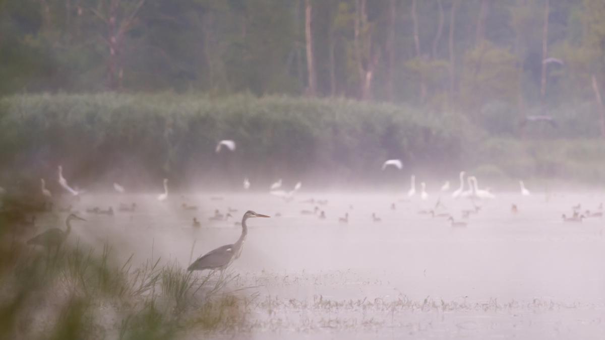 Szakolczai Krisztina