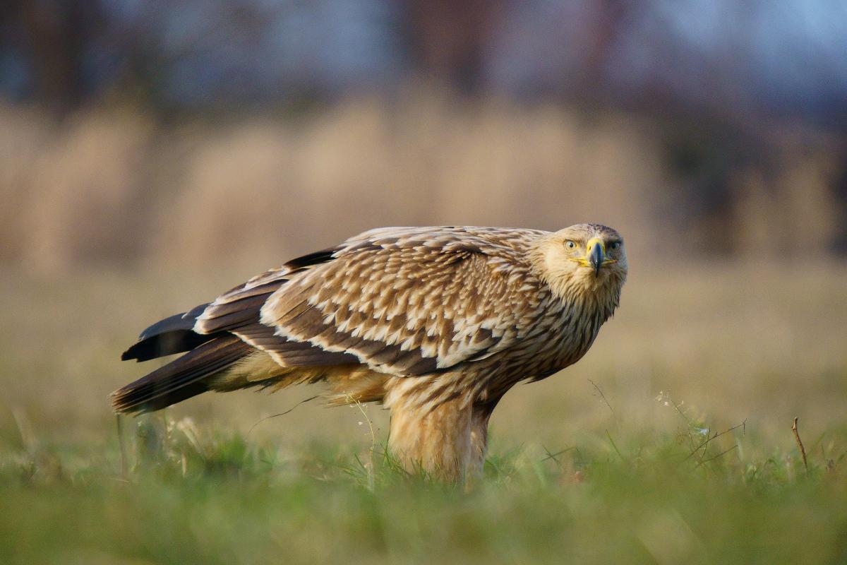 Kalmár Lajos Gábor