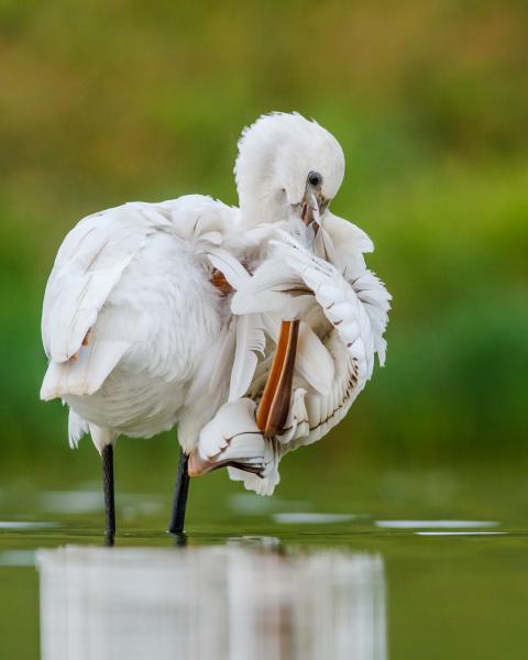 Tollászkodó kanalas