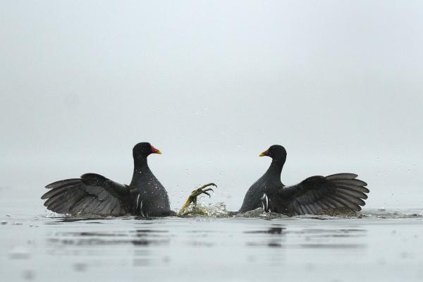 Ködös kapálózás