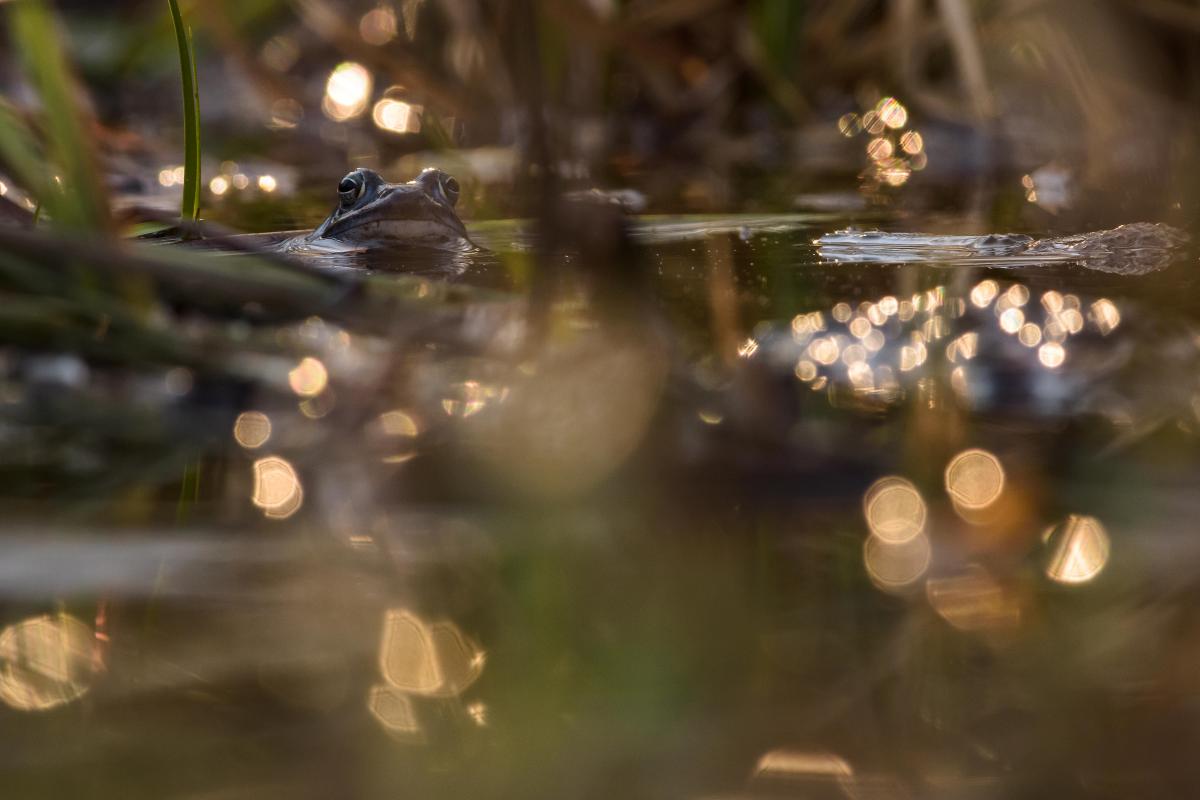 Szakolczai Krisztina