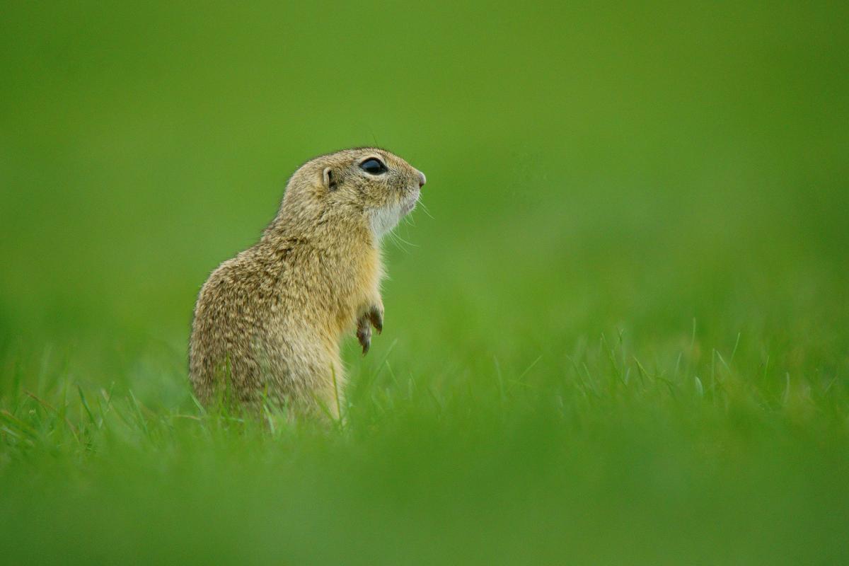 Kalmár Lajos Gábor