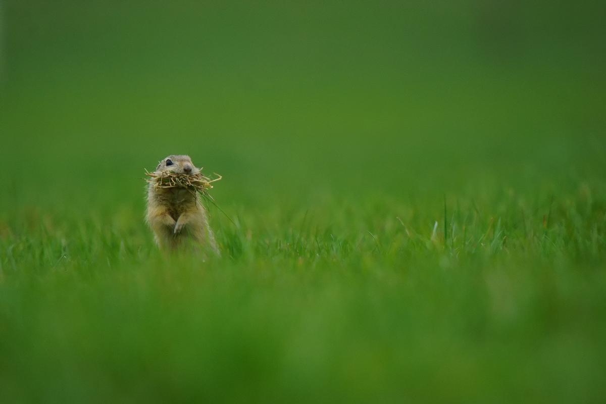Kalmár Lajos Gábor