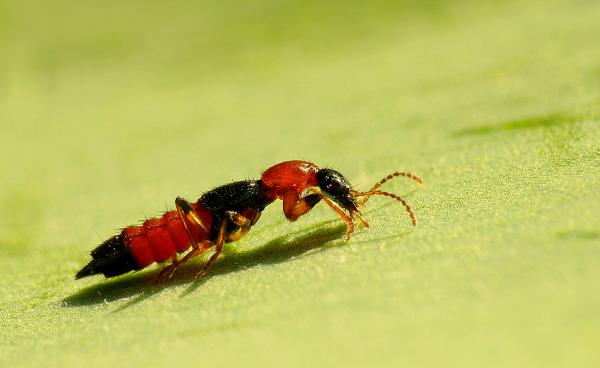 Árnyékomra tapadva