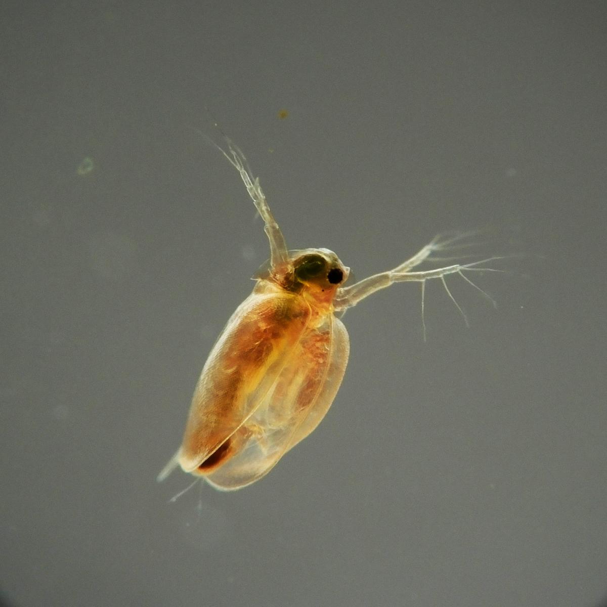 Koncz-Bisztricz Tamás