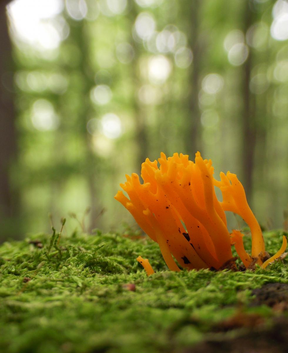 Kovács-Udvari Judit