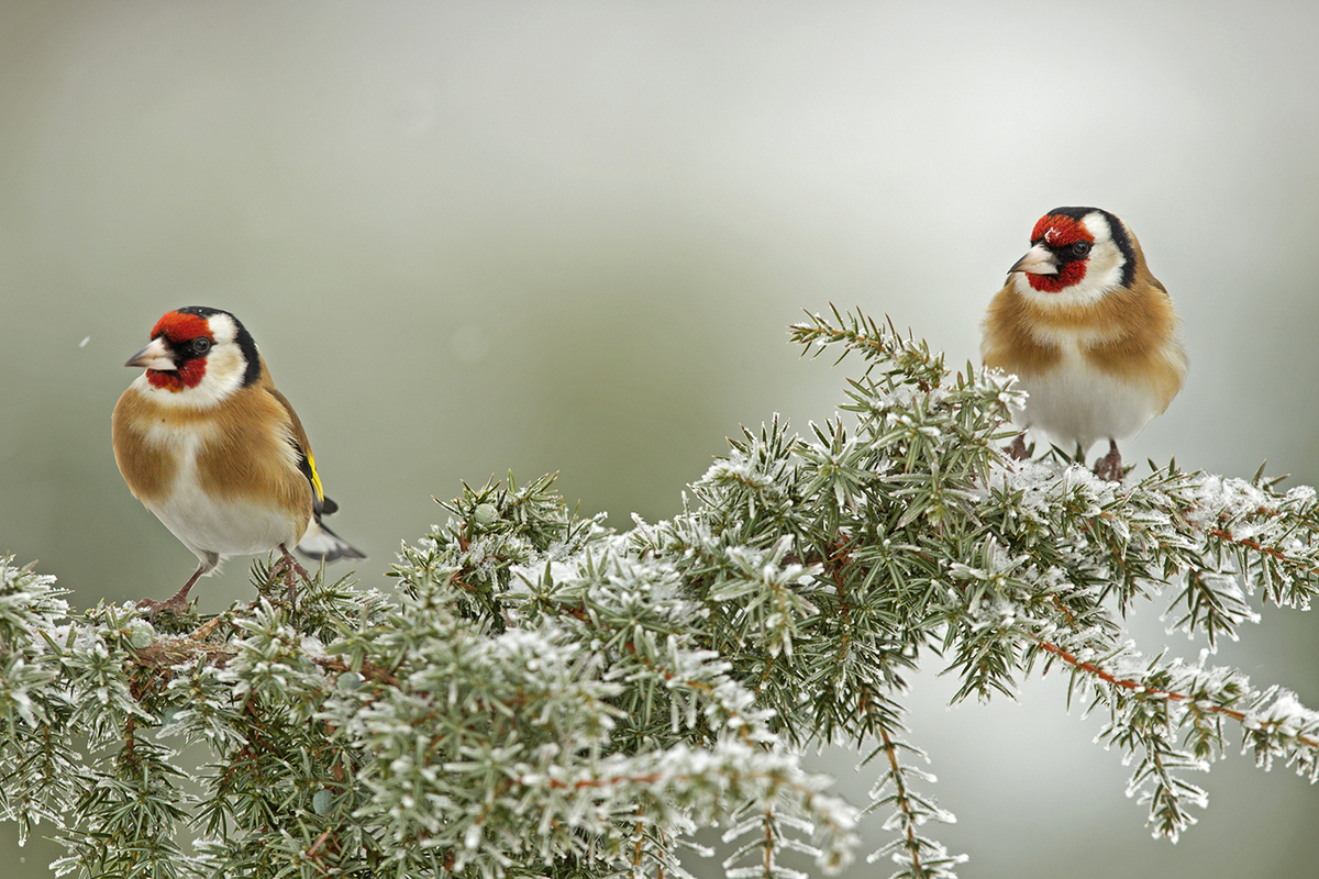 Bernáth Sándor dr.