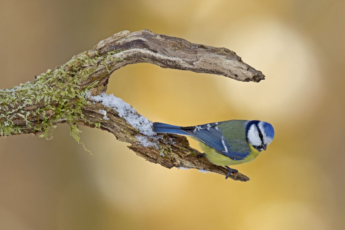 Bernáth Sándor dr. 