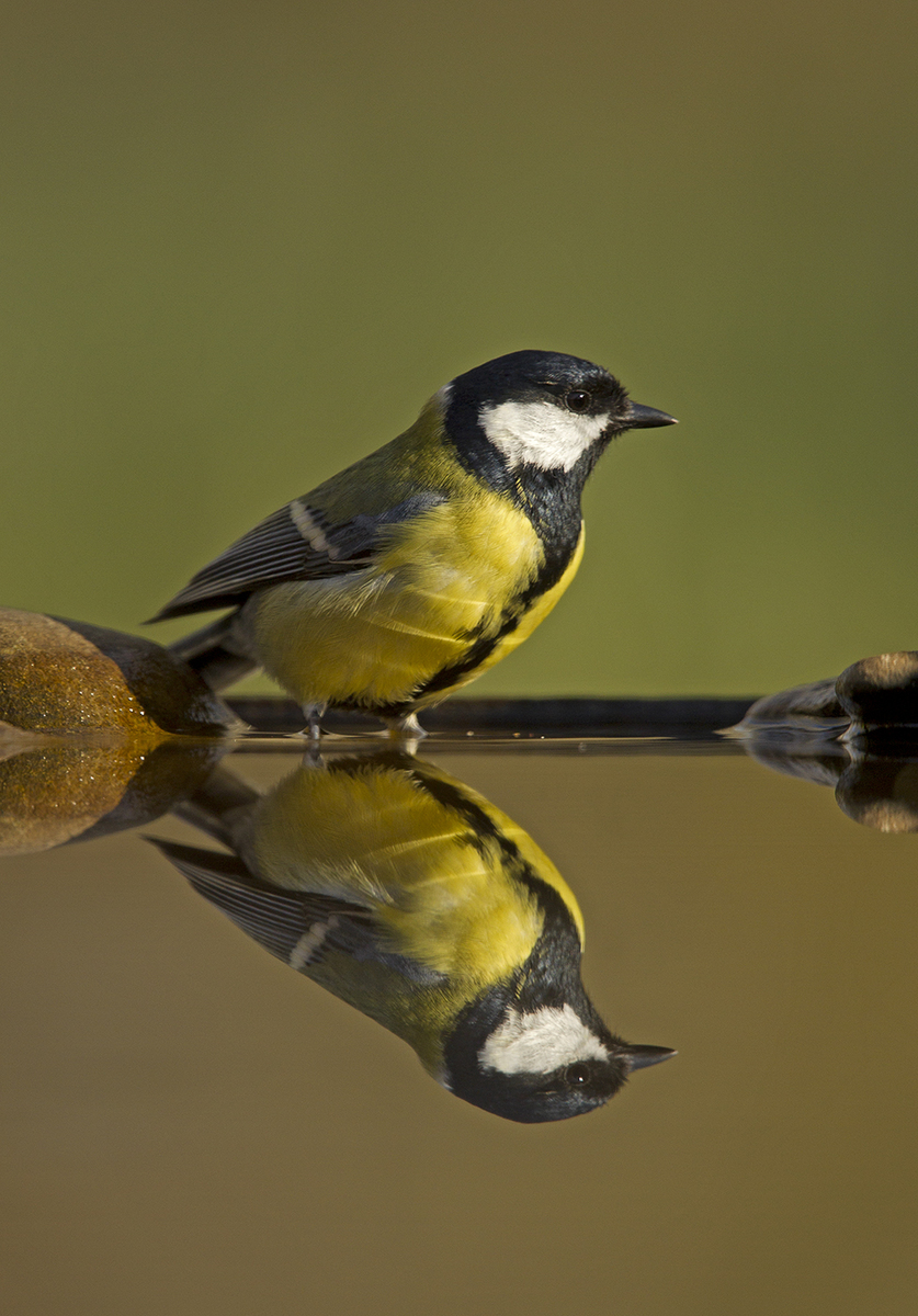 Bernáth Sándor dr. 