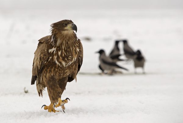 Vezénylő tábornok