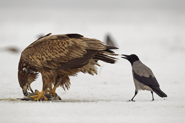 &quot;Tápláléklánc&quot;