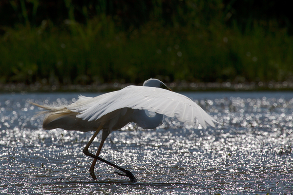 Balett az ezüst tavon