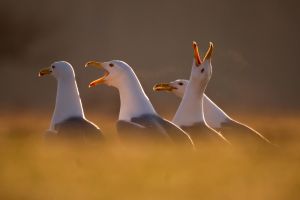 Hajnali pára Hajnali pára