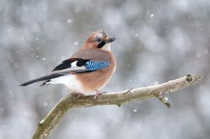 Hóesésben Hóesésben