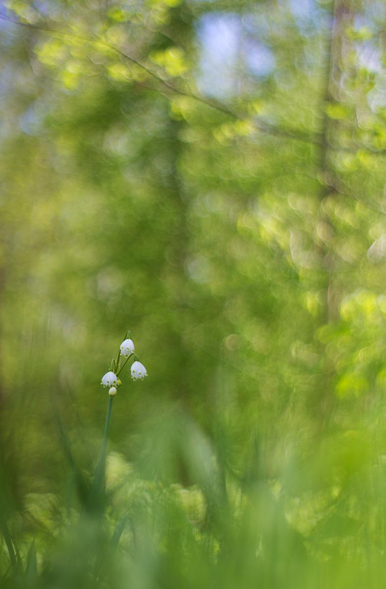 Erdélyiné Csorba Edit