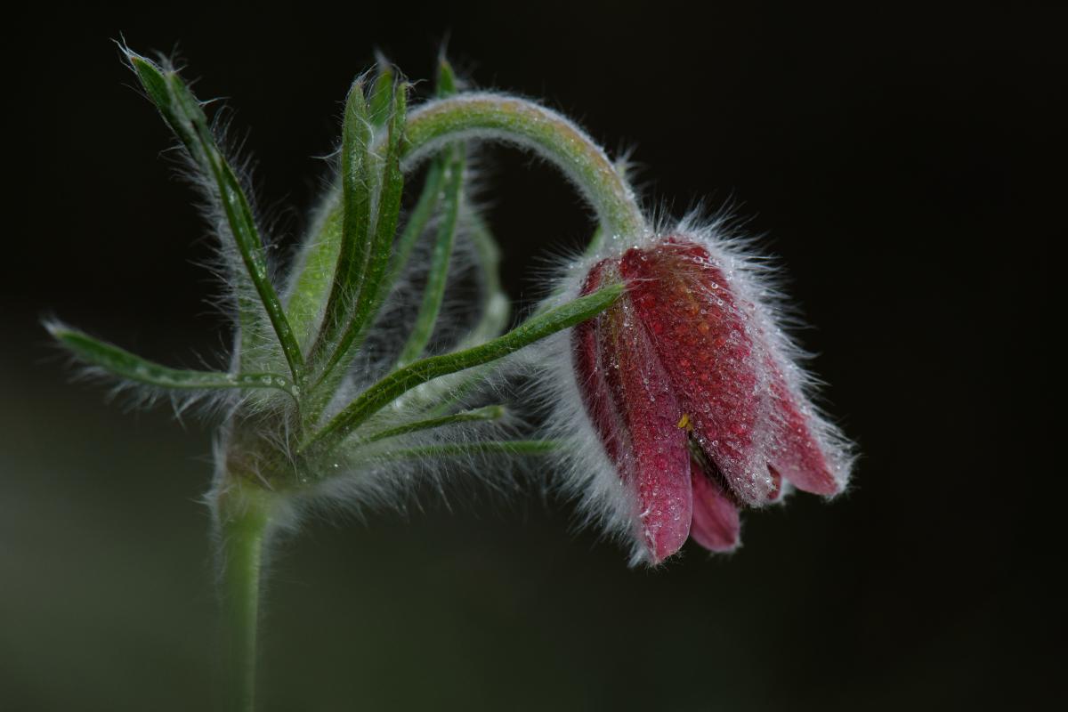 Szakolczai Krisztina