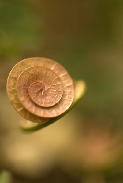 medicagó obicularis