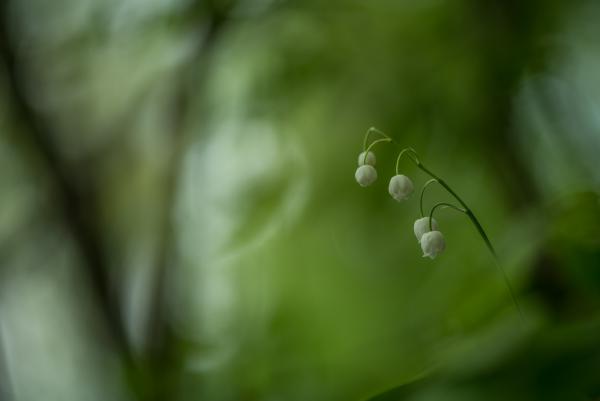 Gyöngyvirágos erdő