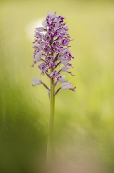 A Vitéz harcra kész